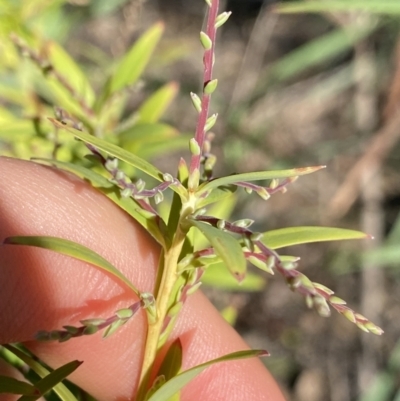 Leucopogon affinis (Lance Beard-heath) at Bungonia, NSW - 11 Apr 2022 by NedJohnston