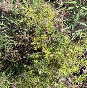 Leucopogon affinis at Bungonia, NSW - 11 Apr 2022