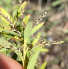 Leucopogon affinis at Bungonia, NSW - 11 Apr 2022