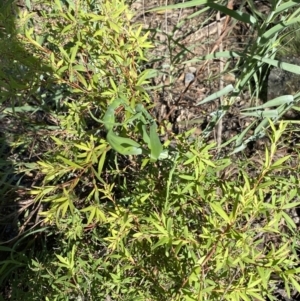 Leucopogon affinis at Bungonia, NSW - 11 Apr 2022