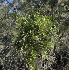 Amyema congener (A Mistletoe) at Bungonia, NSW - 11 Apr 2022 by NedJohnston