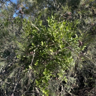 Amyema congener (A Mistletoe) at Bungonia, NSW - 11 Apr 2022 by NedJohnston