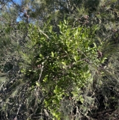 Amyema congener (A Mistletoe) at Bungonia, NSW - 11 Apr 2022 by Ned_Johnston