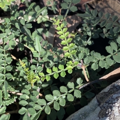 Pandorea pandorana (Wonga Wonga Vine) at Bungonia, NSW - 11 Apr 2022 by NedJohnston