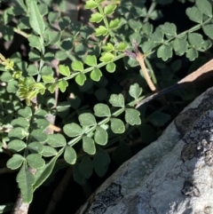 Pandorea pandorana at Bungonia, NSW - 11 Apr 2022