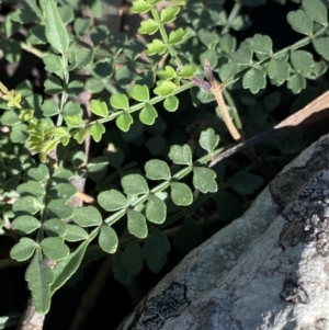 Pandorea pandorana at Bungonia, NSW - 11 Apr 2022