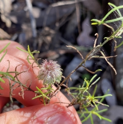 Cassinia sp. at Bungonia, NSW - 11 Apr 2022 by NedJohnston