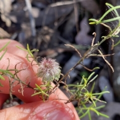 Cassinia sp. (TBC) at Bungonia National Park - 11 Apr 2022 by Ned_Johnston