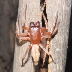 Clubiona sp. (genus) (Unidentified Stout Sac Spider) at Lions Youth Haven - Westwood Farm A.C.T. - 11 Apr 2022 by HelenCross