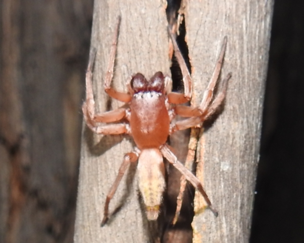 Clubiona sp. (genus) at Kambah, ACT - 11 Apr 2022