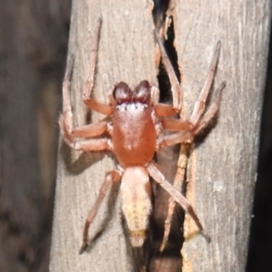 Clubiona sp. (genus) at Kambah, ACT - 11 Apr 2022