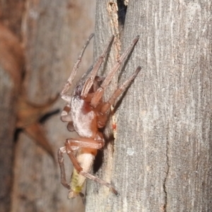 Clubiona sp. (genus) at Kambah, ACT - 11 Apr 2022 09:39 PM