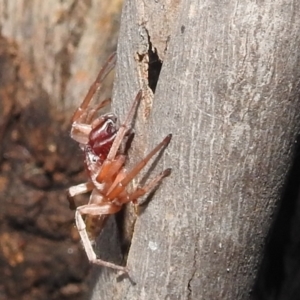 Clubiona sp. (genus) at Kambah, ACT - 11 Apr 2022 09:39 PM