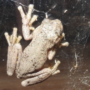 Litoria peronii at Kambah, ACT - 11 Apr 2022