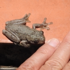 Litoria peronii at Kambah, ACT - 11 Apr 2022