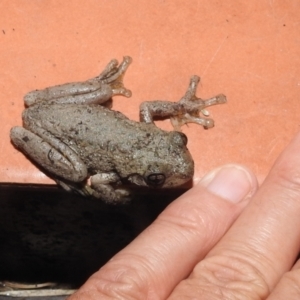 Litoria peronii at Kambah, ACT - 11 Apr 2022