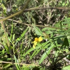 Bidens subalternans (Greater Beggars Ticks) at Bungonia, NSW - 11 Apr 2022 by Ned_Johnston