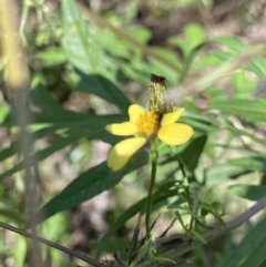 Bidens subalternans at Bungonia, NSW - 11 Apr 2022 02:15 PM