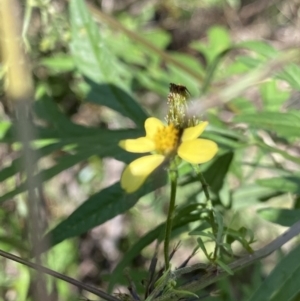 Bidens subalternans at Bungonia, NSW - 11 Apr 2022