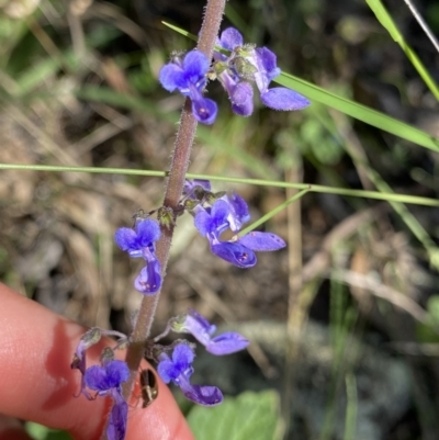 Plectranthus parviflorus (Cockspur Flower) at Bungonia National Park - 11 Apr 2022 by Ned_Johnston