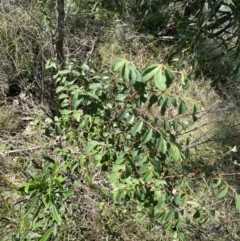 Breynia oblongifolia (Coffee Bush) at Bungonia National Park - 11 Apr 2022 by Ned_Johnston