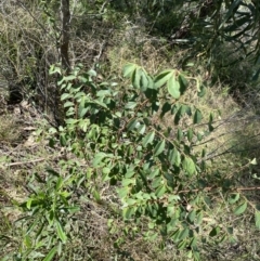 Breynia oblongifolia (Coffee Bush) at Bungonia, NSW - 11 Apr 2022 by Ned_Johnston