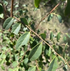 Breynia oblongifolia at Bungonia, NSW - 11 Apr 2022