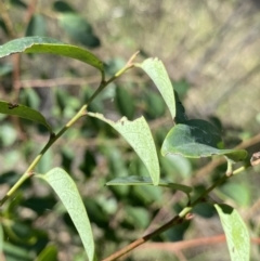 Breynia oblongifolia at Bungonia, NSW - 11 Apr 2022