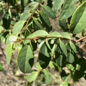 Breynia oblongifolia at Bungonia, NSW - 11 Apr 2022 02:06 PM