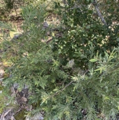 Grevillea arenaria subp. arenaria at Marulan, NSW - 11 Apr 2022 by Ned_Johnston