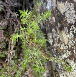 Crassula sieberiana at Bungonia, NSW - 11 Apr 2022 01:47 PM