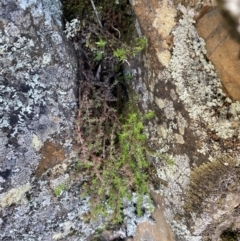 Crassula sieberiana at Bungonia, NSW - 11 Apr 2022