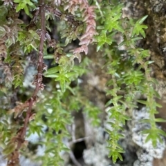 Crassula sieberiana at Bungonia, NSW - 11 Apr 2022 01:47 PM