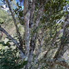 Backhousia myrtifolia (Carrol, Grey Myrtle, Cinnamon Myrtle) at Bungonia National Park - 11 Apr 2022 by NedJohnston