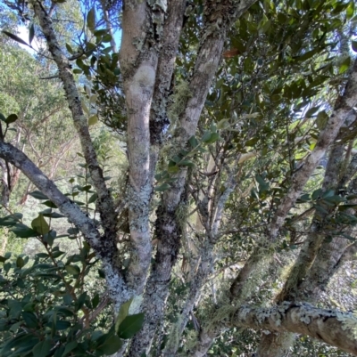 Backhousia myrtifolia (Carrol, Grey Myrtle, Cinnamon Myrtle) at Bungonia, NSW - 11 Apr 2022 by Ned_Johnston