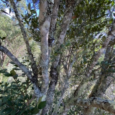 Backhousia myrtifolia (Carrol, Grey Myrtle, Cinnamon Myrtle) at Bungonia, NSW - 11 Apr 2022 by NedJohnston