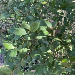 Backhousia myrtifolia at Bungonia, NSW - 11 Apr 2022 01:46 PM