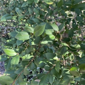 Backhousia myrtifolia at Bungonia, NSW - 11 Apr 2022 01:46 PM