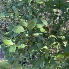 Backhousia myrtifolia at Bungonia, NSW - 11 Apr 2022