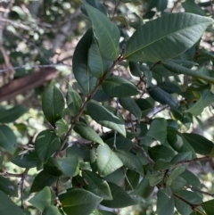 Backhousia myrtifolia at Bungonia, NSW - 11 Apr 2022 01:46 PM