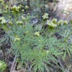 Tagetes minuta (Stinking Roger) at Bungonia, NSW - 11 Apr 2022 by NedJohnston