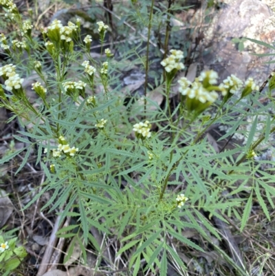 Tagetes minuta (Stinking Roger) at Bungonia, NSW - 11 Apr 2022 by NedJohnston