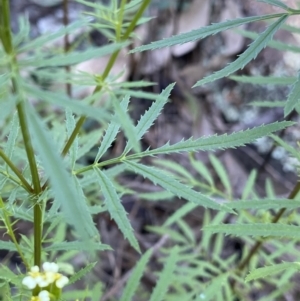 Tagetes minuta at Bungonia, NSW - 11 Apr 2022 01:41 PM