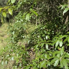 Pittosporum revolutum (Large-fruited Pittosporum) at Bungonia National Park - 11 Apr 2022 by Ned_Johnston