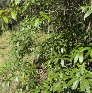 Pittosporum revolutum at Bungonia, NSW - 11 Apr 2022