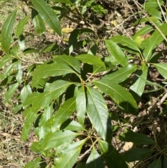 Pittosporum revolutum at Bungonia, NSW - 11 Apr 2022 01:41 PM