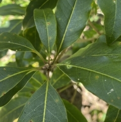 Pittosporum revolutum at Bungonia, NSW - 11 Apr 2022 01:41 PM