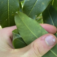 Pittosporum revolutum at Bungonia, NSW - 11 Apr 2022