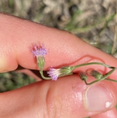 Cyanthillium cinereum (Purple Fleabane) at Bungonia, NSW - 11 Apr 2022 by NedJohnston