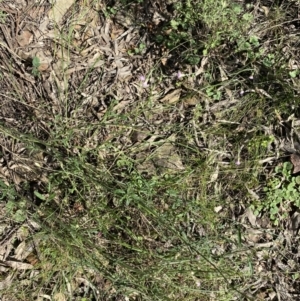 Cyanthillium cinereum at Bungonia, NSW - 11 Apr 2022